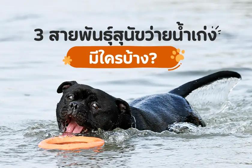 3 สายพันธุ์สุนัขว่ายน้ำเก่ง