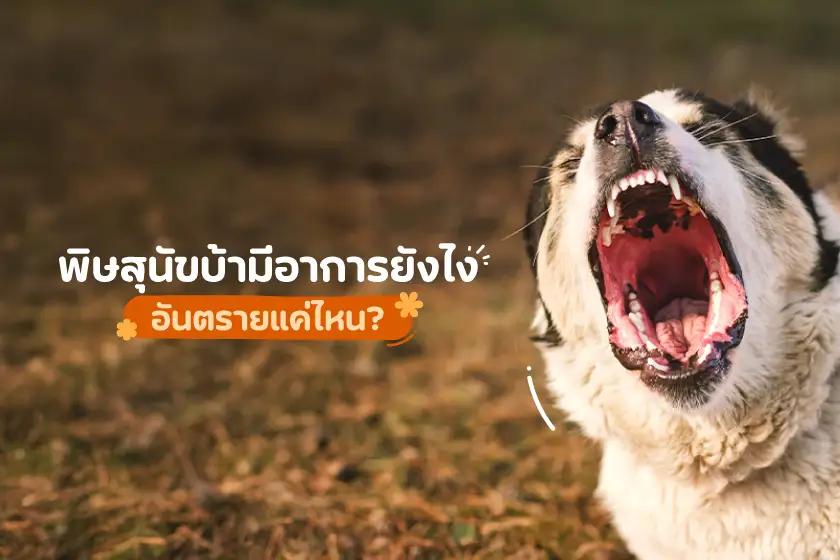 พิษสุนัขบ้ามีอาการยังไง อันตรายแค่ไหน?