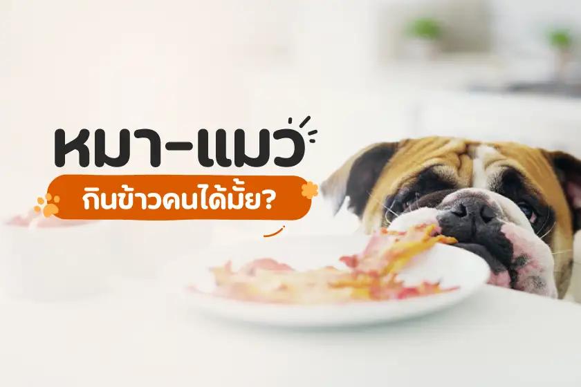 หมา-แมว กินข้าวคนได้มั้ย?