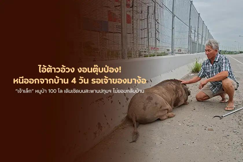 ไอ้ต้าวอ้วง งอนตุ๊บป่อง! หนีออกจากบ้าน 4 วัน รอเจ้าของมาง้อ