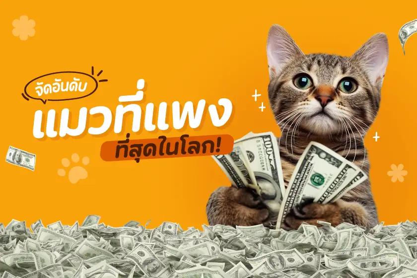 จัดอันดับแมวที่แพงที่สุดในโลก!