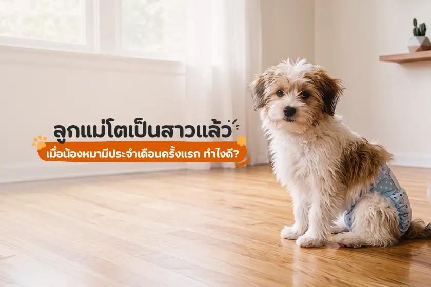 ลูกแม่โตเป็นสาวแล้ว เมื่อน้องหมามีประจำเดือนครั้งแรก ทำไงดี?