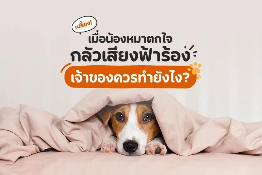 เปรี้ยง! เมื่อน้องหมาตกใจกลัวเสียงฟ้าร้อง เจ้าของควรทำยังไง?