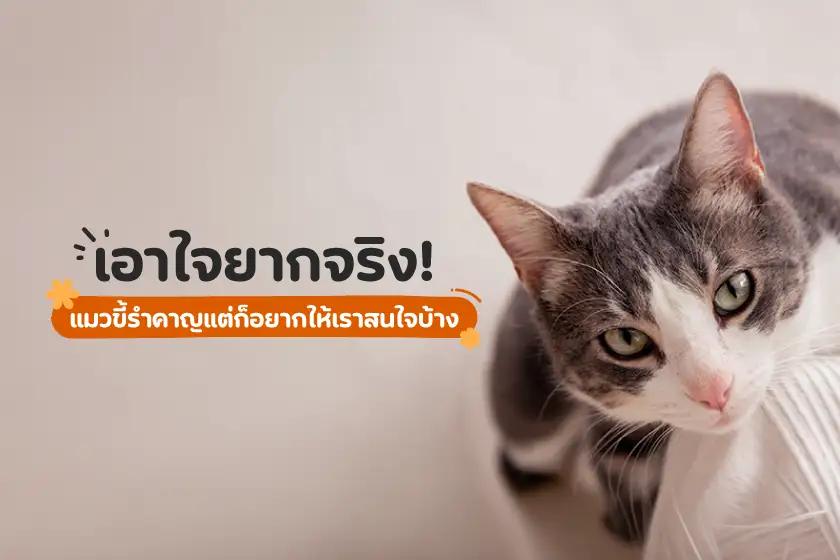 เอาใจยากจริง! แมวขี้รำคาญแต่ก็อยากให้เราสนใจบ้าง