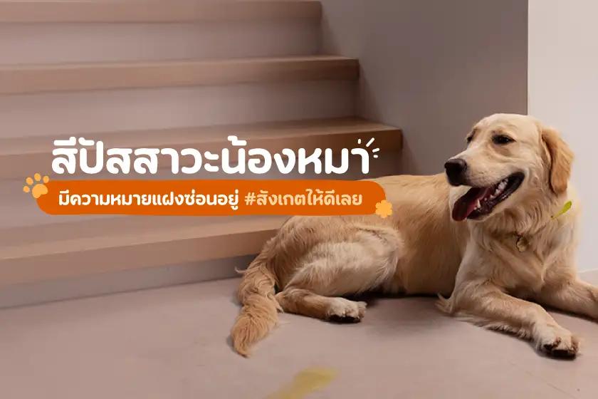 สีปัสสาวะน้องหมา มีความหมายแฝงซ่อนอยู่ สังเกตให้ดีเลย 