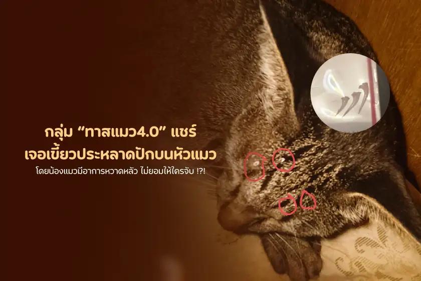 กลุ่ม “ทาสแมว4.0” แชร์ เจอเขี้ยวประหลาดปักบนหัวแมว