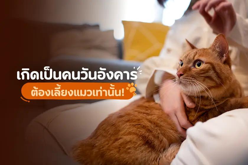 เกิดเป็นคนวันอังคารต้องเลี้ยงแมวเท่านั้น!