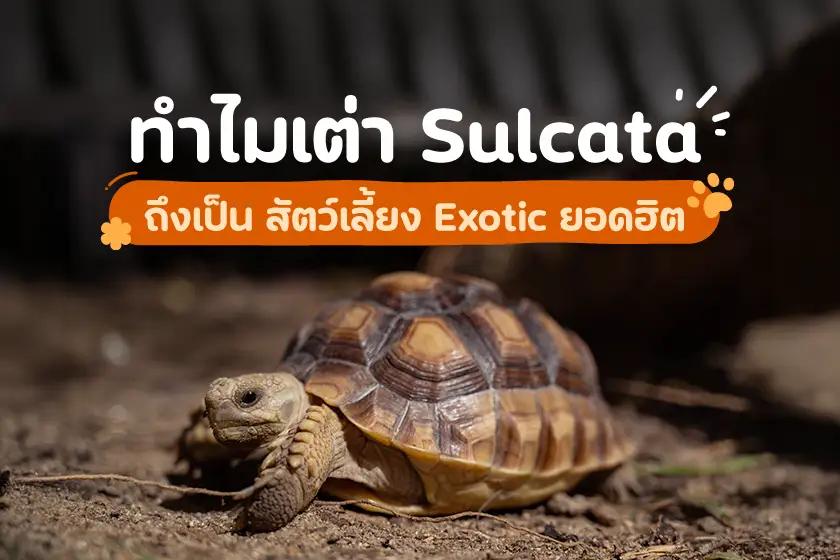 ทำไมเต่า Sulcata ถึงเป็น สัตว์เลี้ยง Exotic ยอดฮิต