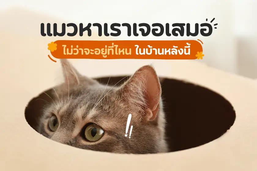 แมวหาเราเจอเสมอ ไม่ว่าจะอยู่ที่ไหนในบ้านหลังนี้!