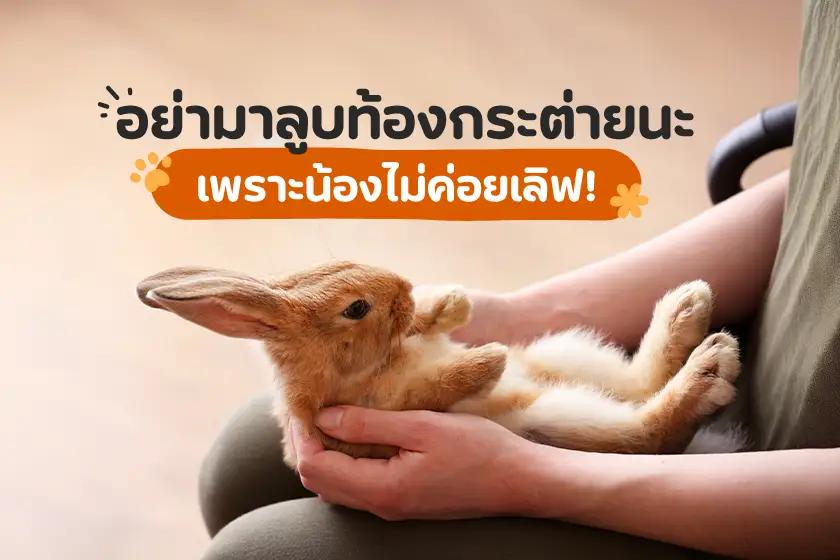อย่าลูบท้องกระต่ายนะ เพราะน้องไม่ค่อยเลิฟ!