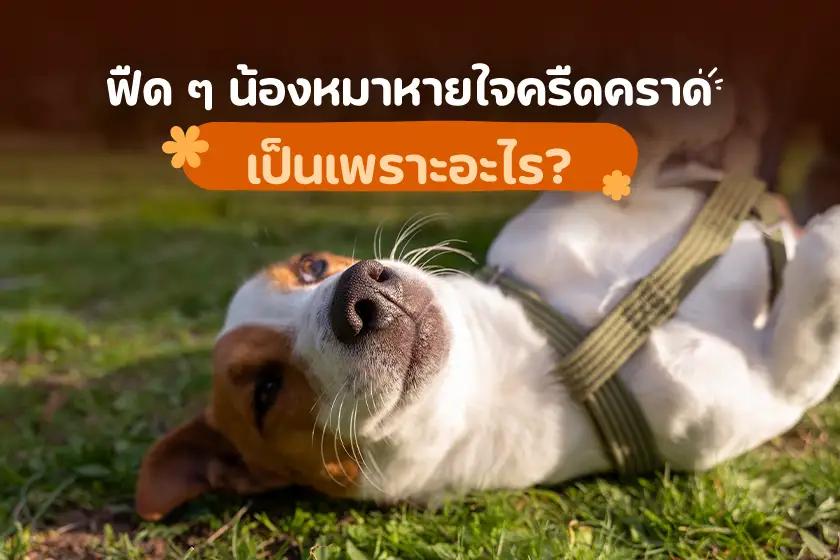 ฟืด ๆ น้องหมาหายใจครืดคราด เป็นเพราะอะไร