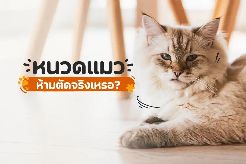 หนวดแมว ห้ามตัดจริงเหรอ?