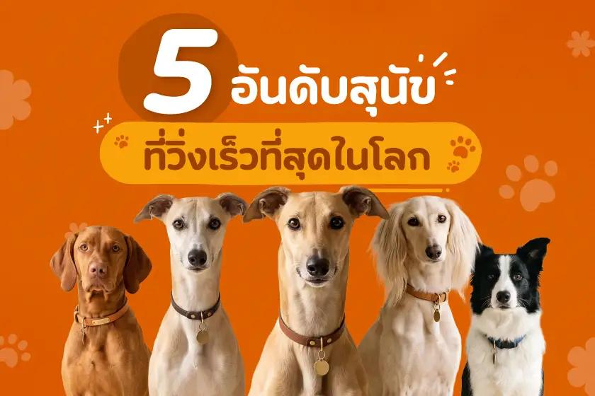 5 อันดับสุนัขที่วิ่งเร็วที่สุดในโลก