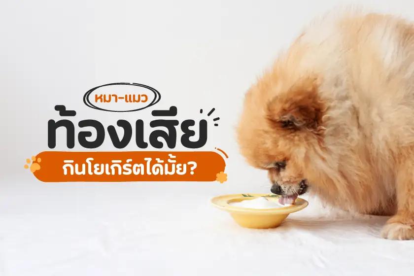 น้องหมา-น้องแมว มีปัญหาเรื่องขับถ่าย กินโยเกิร์ตได้มั้ย?