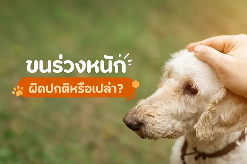 ขนร่วงหนัก ผิดปกติหรือเปล่า?