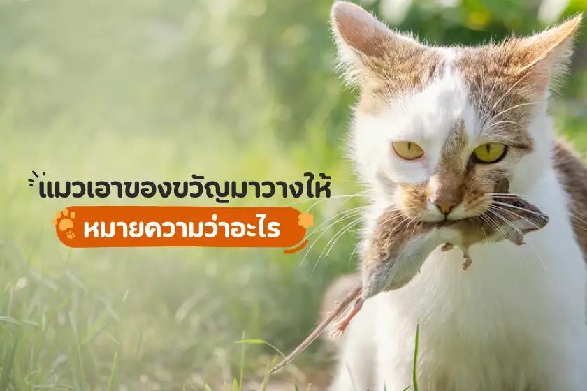 แมวเอาของขวัญมาวางให้ หมายความว่าอะไร?