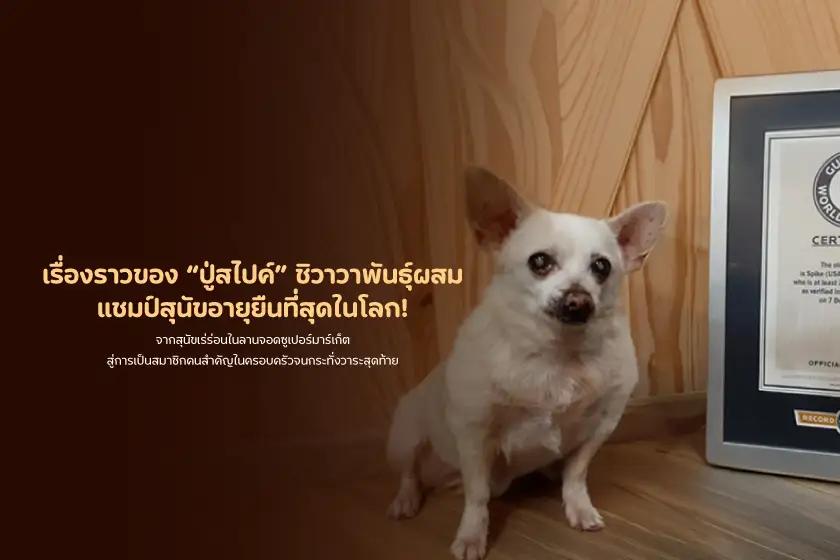 เรื่องราวของ ปู่สไปค์ ชิวาวาพันธุ์ผสม แชมป์สุนัขอายุยืนที่สุดในโลก!