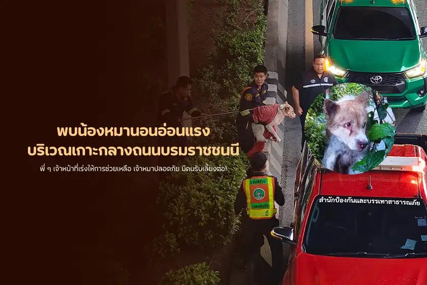 พบน้องหมานอนอ่อนแรง บริเวณเกาะกลางถนนบรมราชชนนี