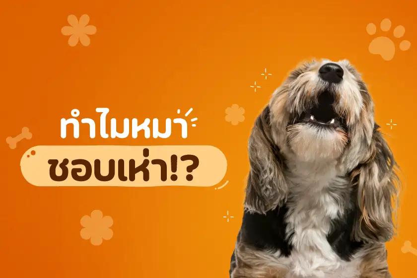 ทำไมหมาชอบเห่า