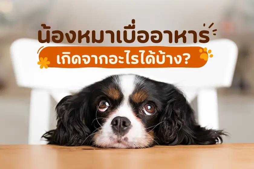 น้องหมาเบื่ออาหาร เกิดจากอะไรได้บ้าง?
