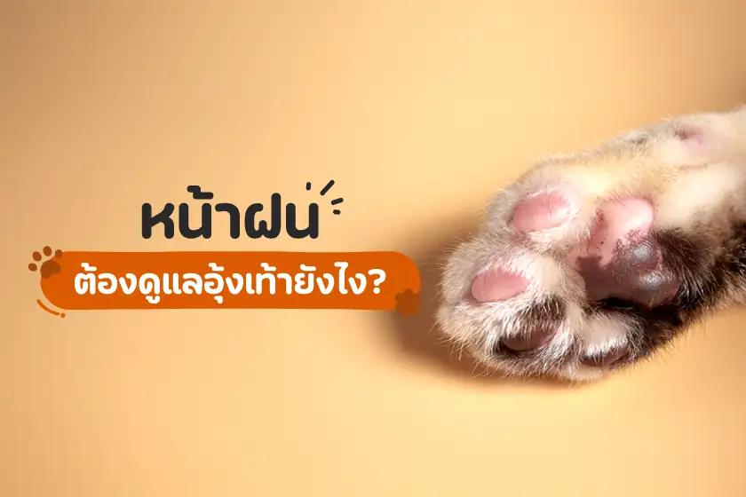 หน้าฝนต้องดูแลอุ้งเท้ายังไง?