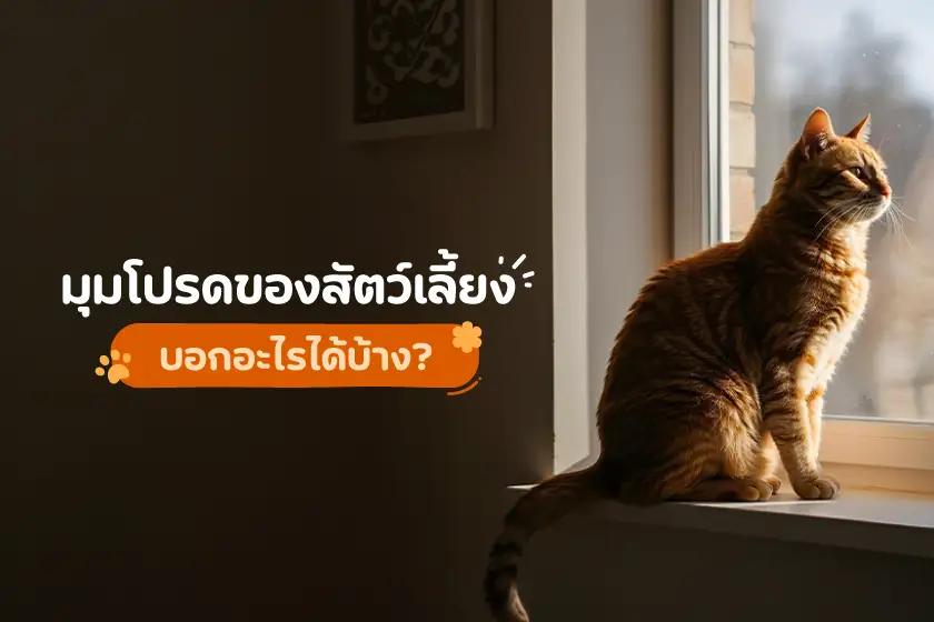มุมโปรดของสัตว์เลี้ยงบอกอะไรเราได้บ้าง?