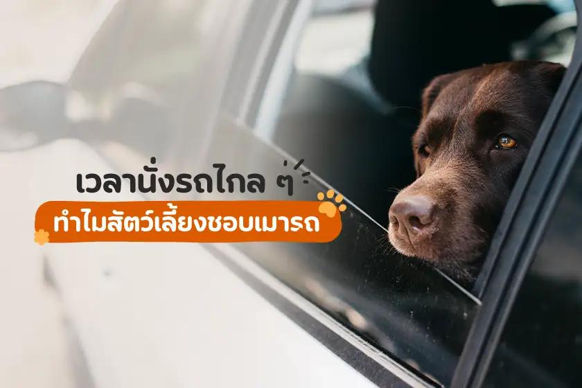 เวลานั่งรถไกล ๆ ทำไมสัตว์เลี้ยงชอบเมารถ