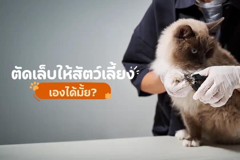 เจ้าของตัดเล็บให้สัตว์เลี้ยงเองได้มั้ย?