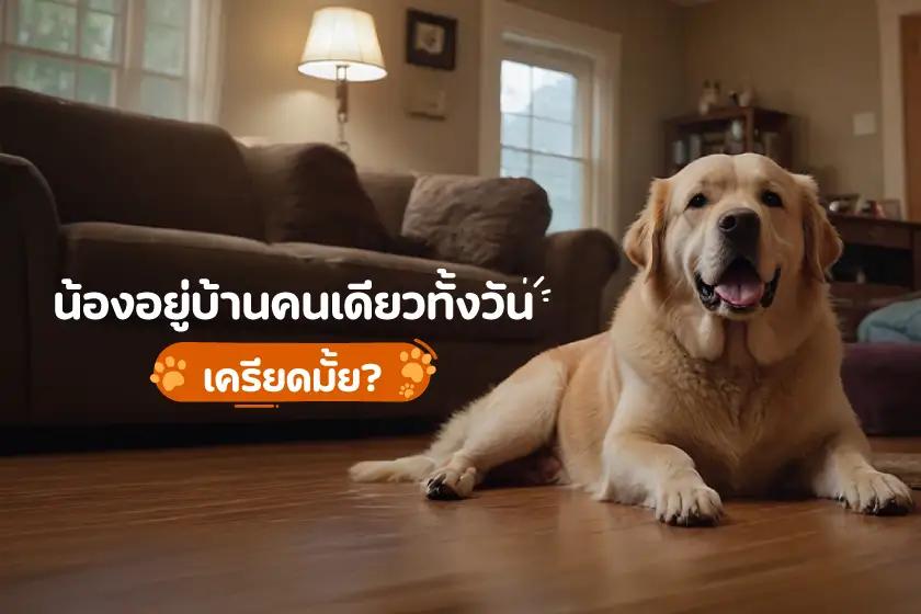 น้องหมาอยู่บ้านคนเดียวทั้งวัน เครียดมั้ย?