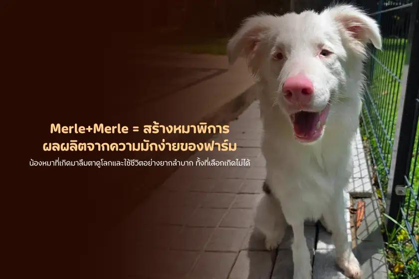 Merle+Merle = หมาพิการ ผลผลิตจากความมักง่ายของฟาร์ม