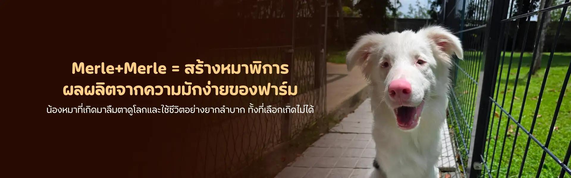Article Banner