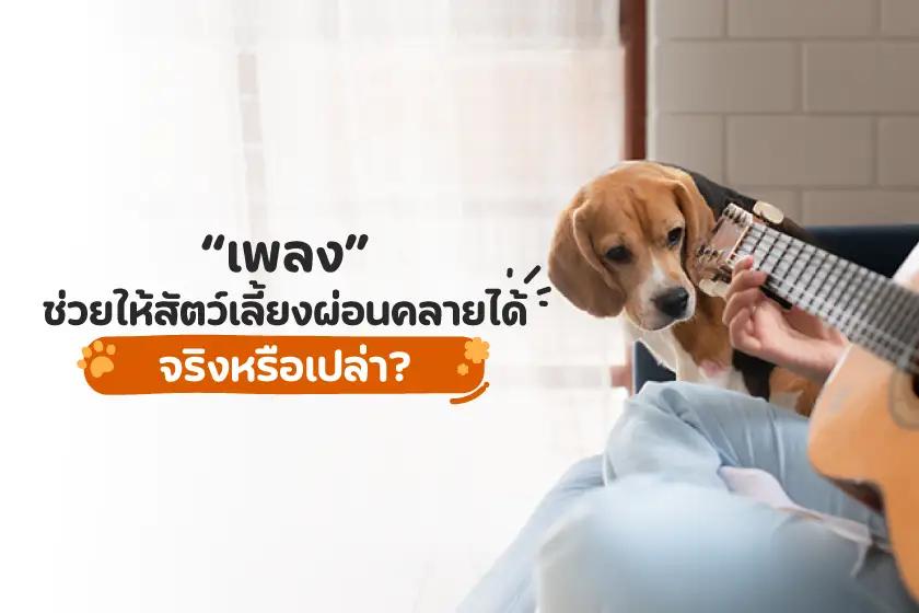 เพลงช่วยให้สัตว์เลี้ยงผ่อนคลายได้จริงหรือเปล่า?
