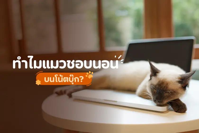 ทำไมแมวชอบนอนบนโน้ตบุ๊ก?