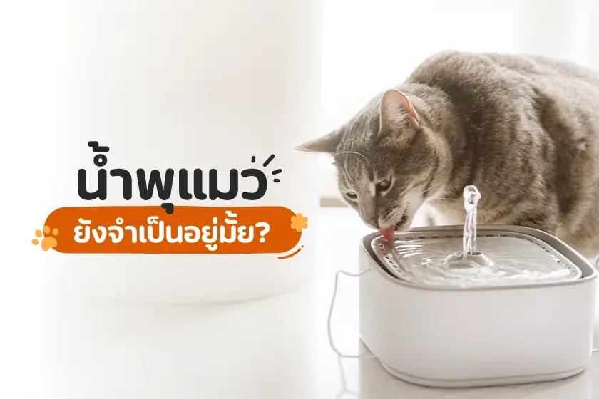 น้ำพุแมว ยังจำเป็นอยู่มั้ย?