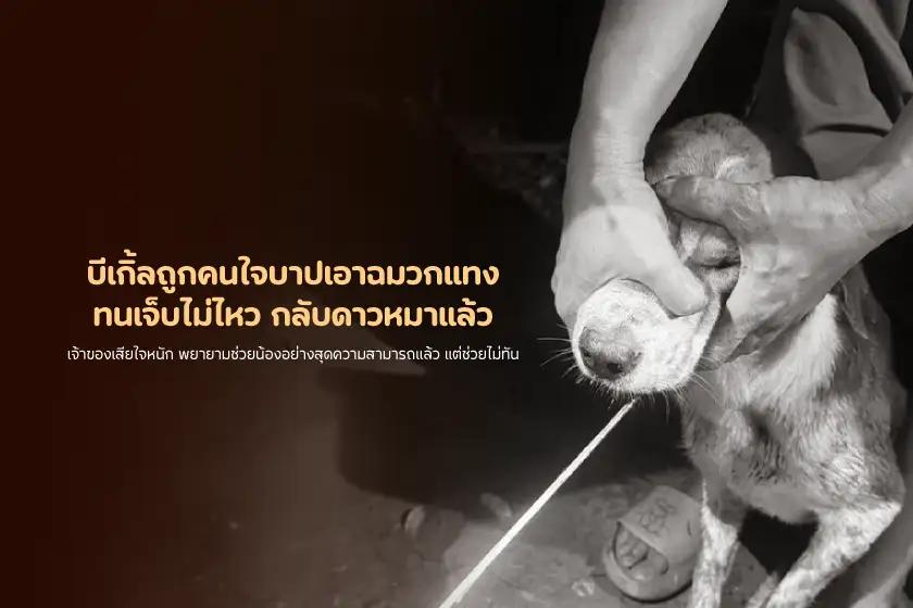บีเกิ้ลถูกคนใจบาปเอาฉมวกแทง ทนเจ็บไม่ไหว กลับดาวหมาแล้ว