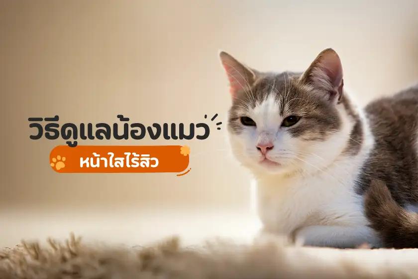 วิธีดูแลน้องแมวให้หน้าใสไร้สิว