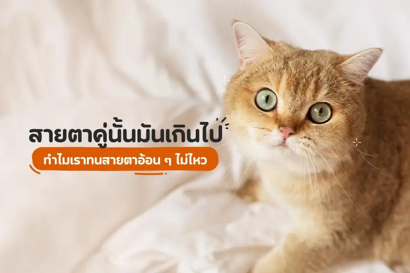 สายตาคู่นั้นมันเกินไป ทำไมเราถึงทนสายตาอ้อน ๆ ไม่ไหว?