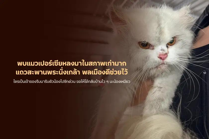 พบแมวเปอร์เซียหลงมาในสภาพเก่ามาก แถวสะพานพระนั่งเกล้า พลเมืองดีช่วยไว้