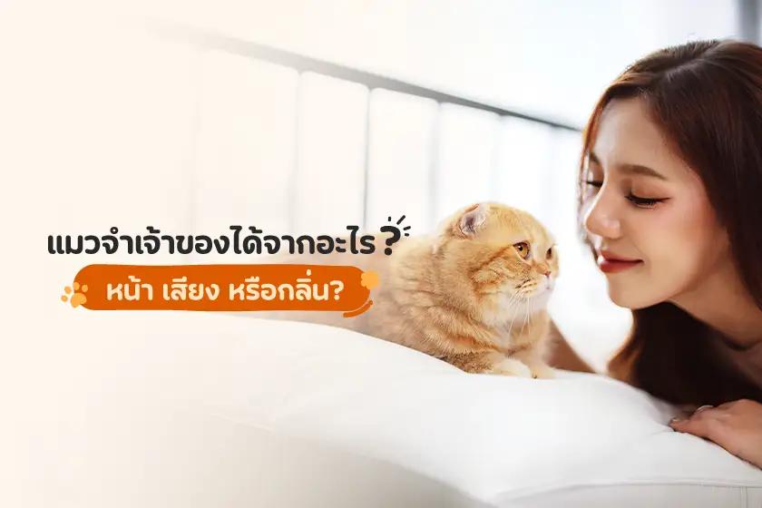 แมวจำเจ้าของได้จากอะไร? หน้า เสียง หรือกลิ่น?