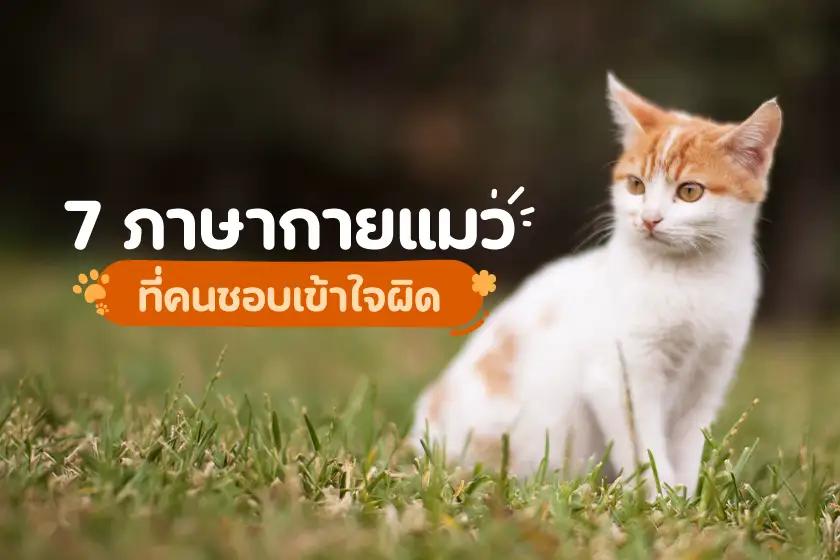 7 ภาษากายแมว ที่คนชอบเข้าใจผิด