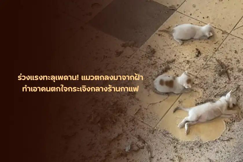 ร่วงแรงทะลุเพดาน! แมวตกลงมาจากฝ้า  ทำเอาคนตกใจกระเจิงกลางร้านกาแฟ 