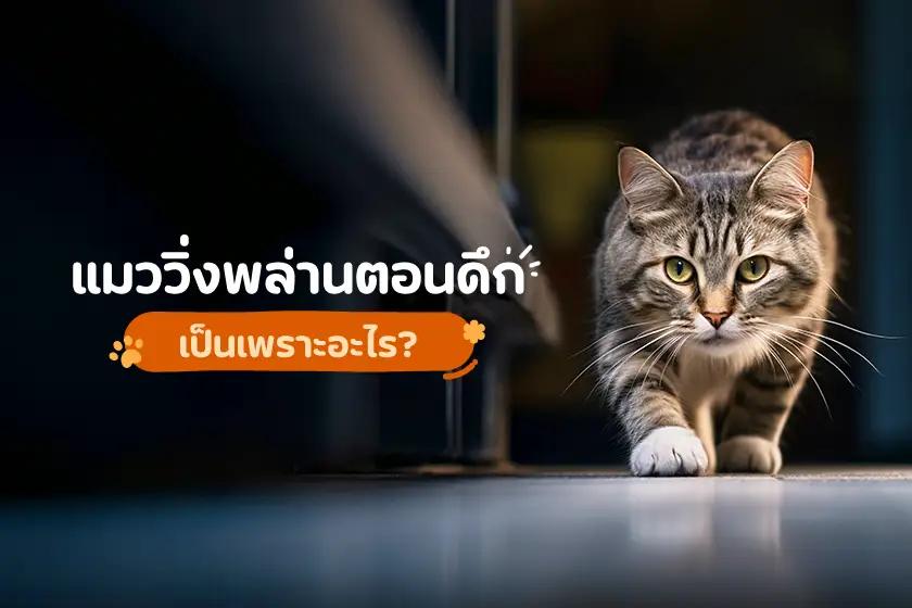 แมววิ่งพล่านตอนดึก เป็นเพราะอะไร?