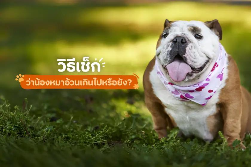 วิธีเช็กว่าน้องหมาอ้วนเกินไปหรือยัง?