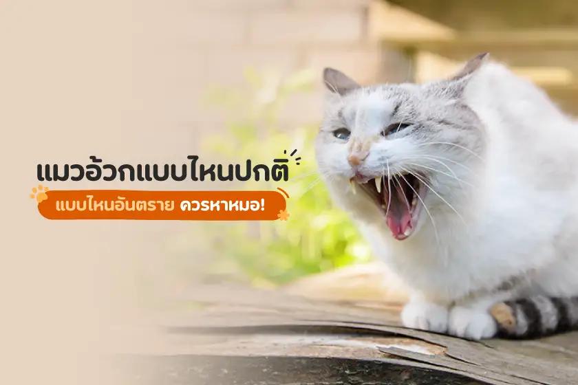 แมวอ้วกแบบไหนปกติ แบบไหนอันตรายควรหาหมอ!