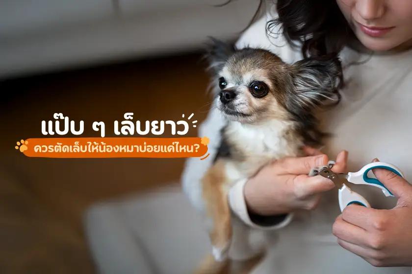 แป๊บ ๆ เล็บยาว ควรตัดเล็บให้น้องหมาบ่อยแค่ไหน?