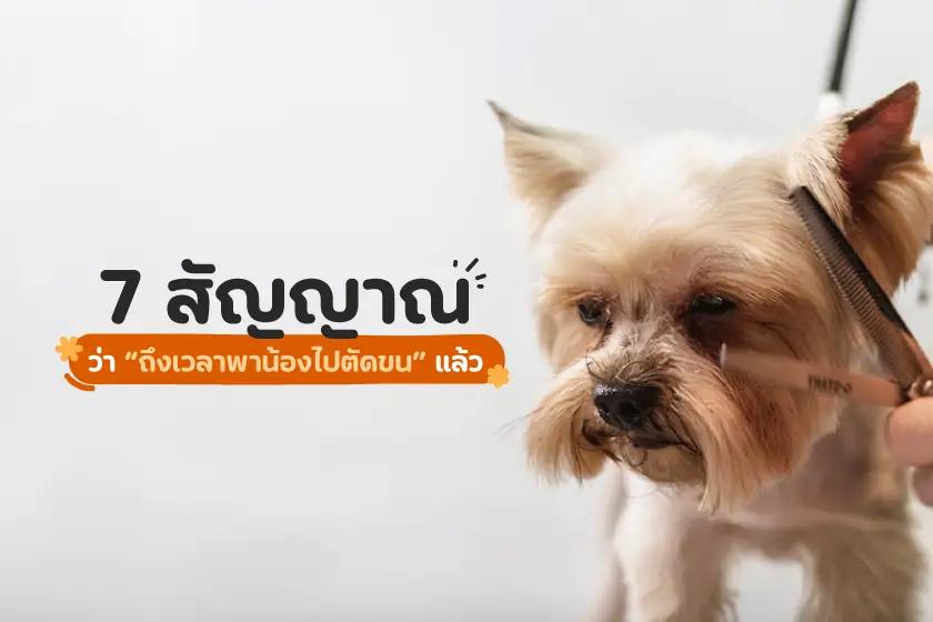 7 สัญญาณว่าถึงเวลาพาน้องไปตัดขนแล้ว!