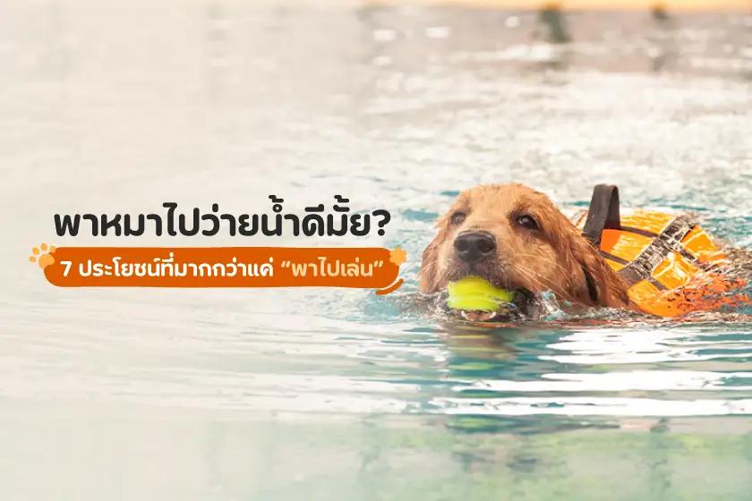 พาน้องหมาไปว่ายน้ำดีมั้ย? 7 ประโยชน์ที่มากกว่าแค่พาไปเล่นน้ำ!
