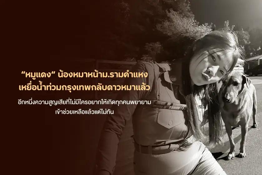 หมูแดง น้องหมาหน้าม.รามคำแหง เหยื่อน้ำท่วมกรุงเทพกลับดาวหมาแล้ว