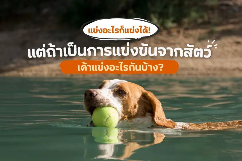 แข่งอะไรก็แข่งได้! แต่ถ้าเป็นการแข่งขันจากสัตว์ เค้าแข่งอะไรกันบ้าง?