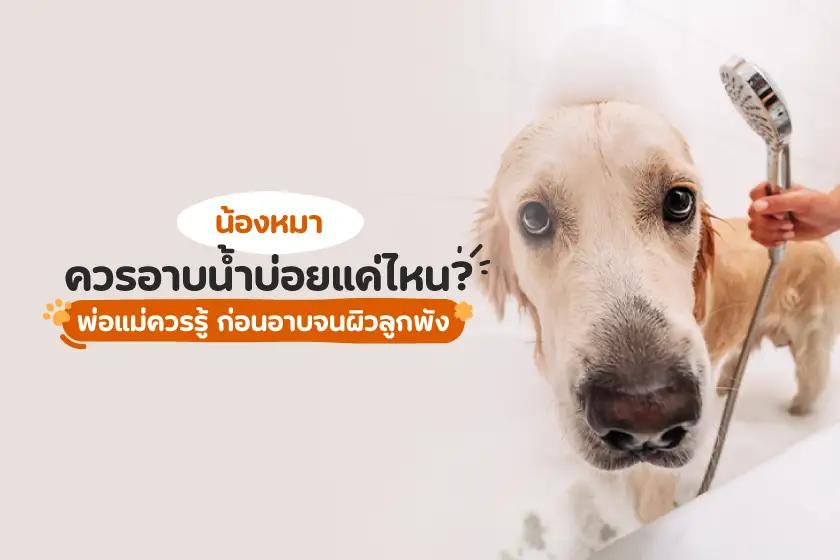 น้องหมาควรอาบน้ำบ่อยแค่ไหน?  พ่อแม่ควรรู้ ก่อนอาบจนผิวลูกพัง